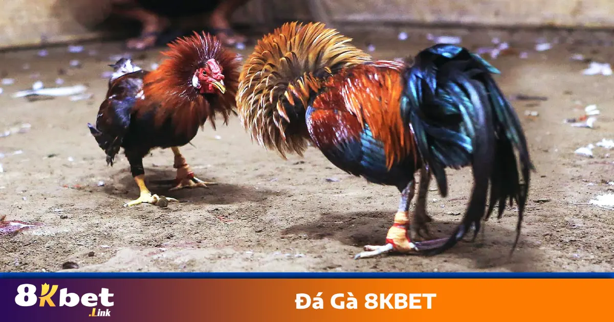 Đá Gà 8KBET – Nổ Kèo Nhanh, Thắng Lớn Mỗi Ngày 1 Các Trận Đá Gà 8KBET Hấp Dẫn Được Phát Sóng Trực Tiếp