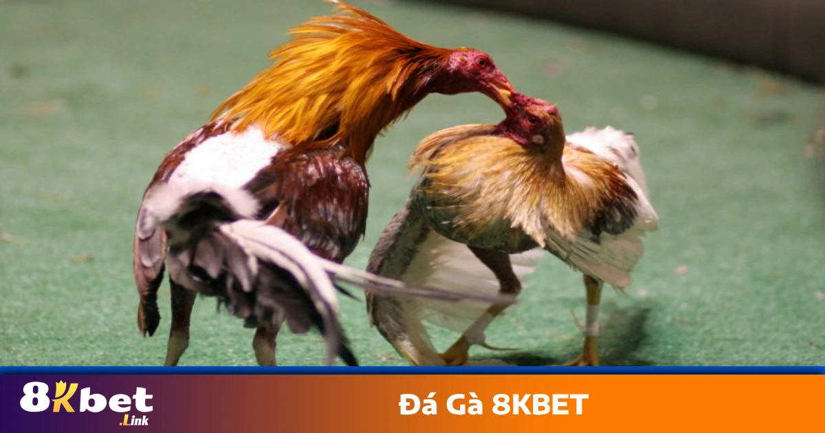 Đá Gà 8KBET – Nổ Kèo Nhanh, Thắng Lớn Mỗi Ngày 3 Kinh nghiệm xem kèo & nhận định gà chiến thắng